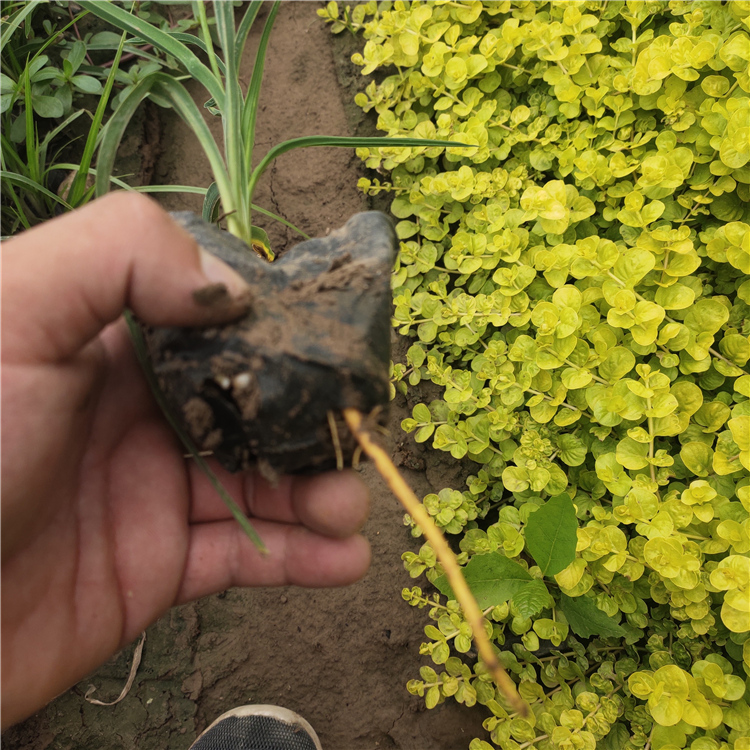 金娃娃萱草供应商 欢迎订购 青州金娃娃萱草