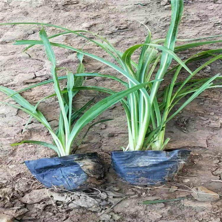 蛇鞭菊行情 蛇鞭菊基地种植 基地直辖蛇鞭菊杯苗