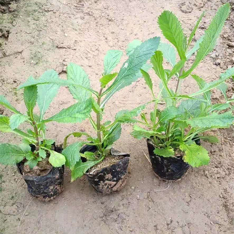 钰艺花卉基地批发工程用马鞭草苗