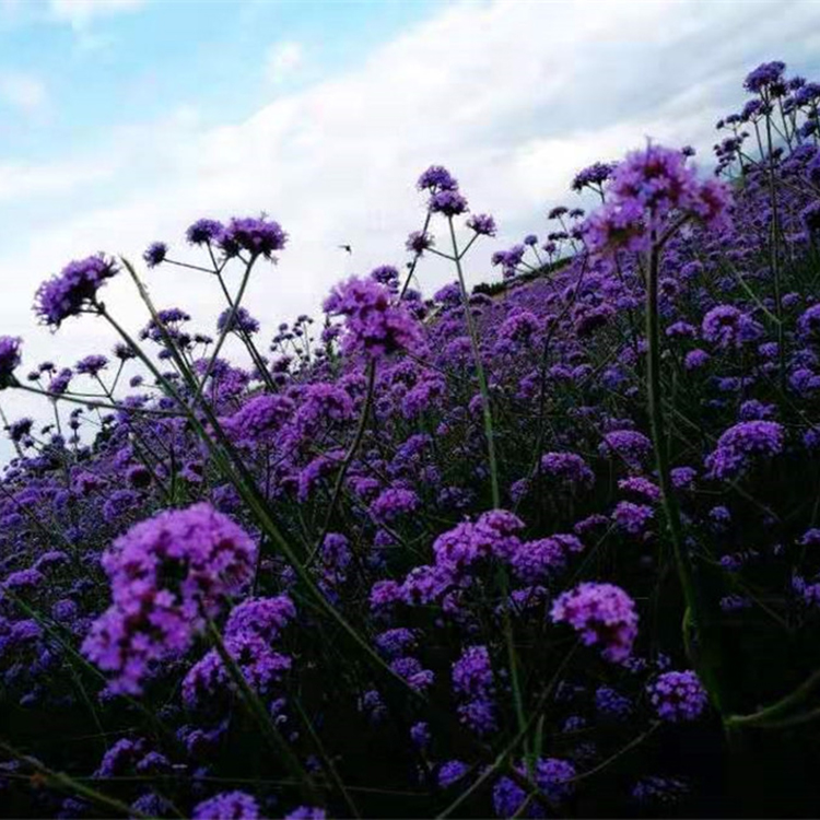 马鞭草价格 园林绿化用 青州柳叶马鞭草