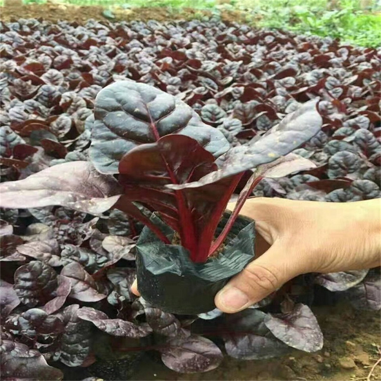 红叶菠菜报价 青州草花红叶菠菜苗 价格实惠