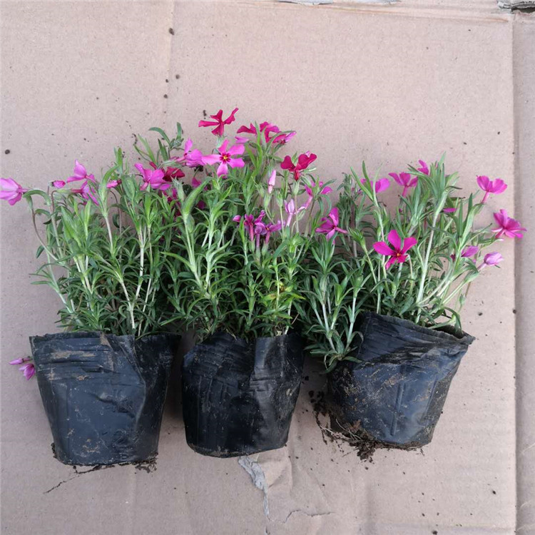  芝樱 苗圃直供大面积绿化苗丛生福禄考小苗 花坛景观绿化