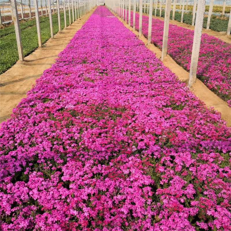 芝樱 常年供应抗寒抗冻草花丛生福禄考花卉 园林景区绿化