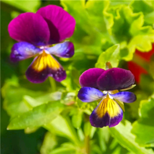 三色堇易成活 三色堇地被植物 花卉基地直销