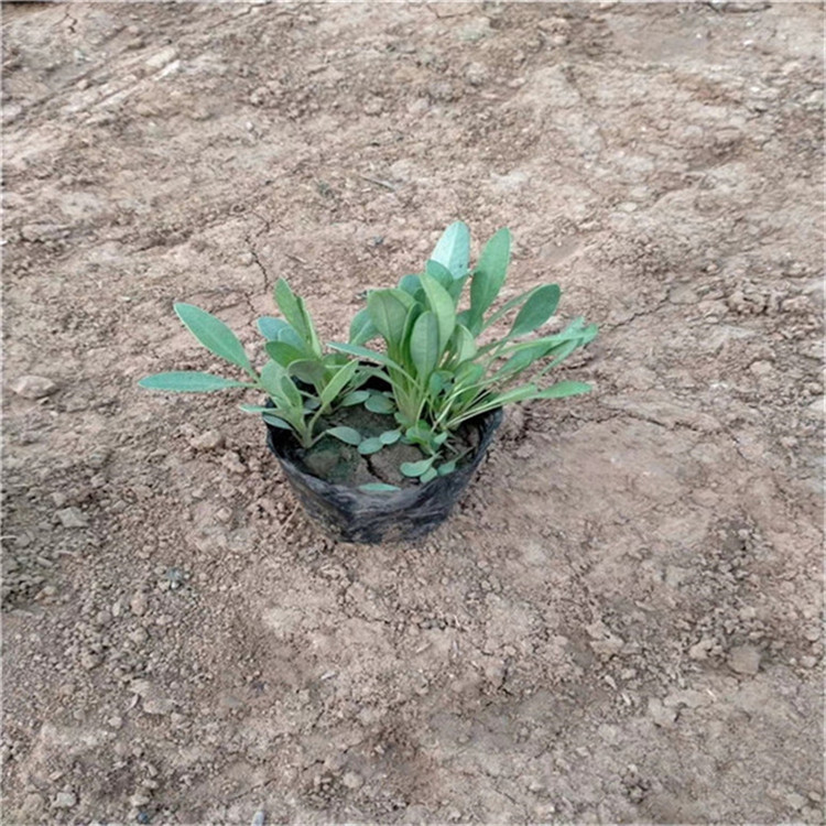 金鸡菊 常年供应时令草花硫华菊营养钵苗 山东草花基地