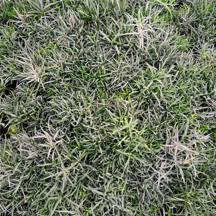 石竹 基地批发花海用苗石竹小苗 花海工程美化