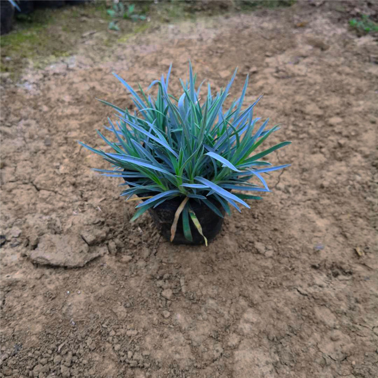  石竹 苗圃直供四季草花石竹小苗 青州草花苗圃