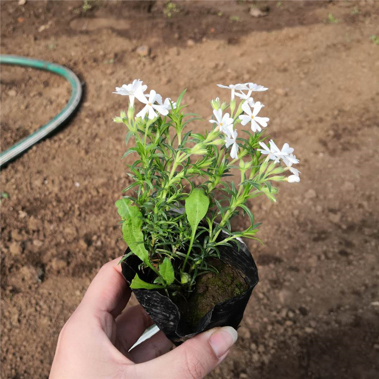 芝樱 苗圃直供绿化工程用苗丛生福禄考小苗 园林景区绿化