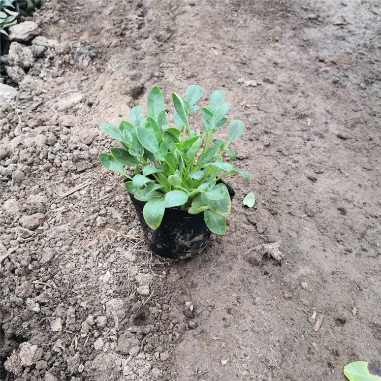 金鸡菊 大量批发观赏花卉硫华菊营养钵苗 花海工程美化