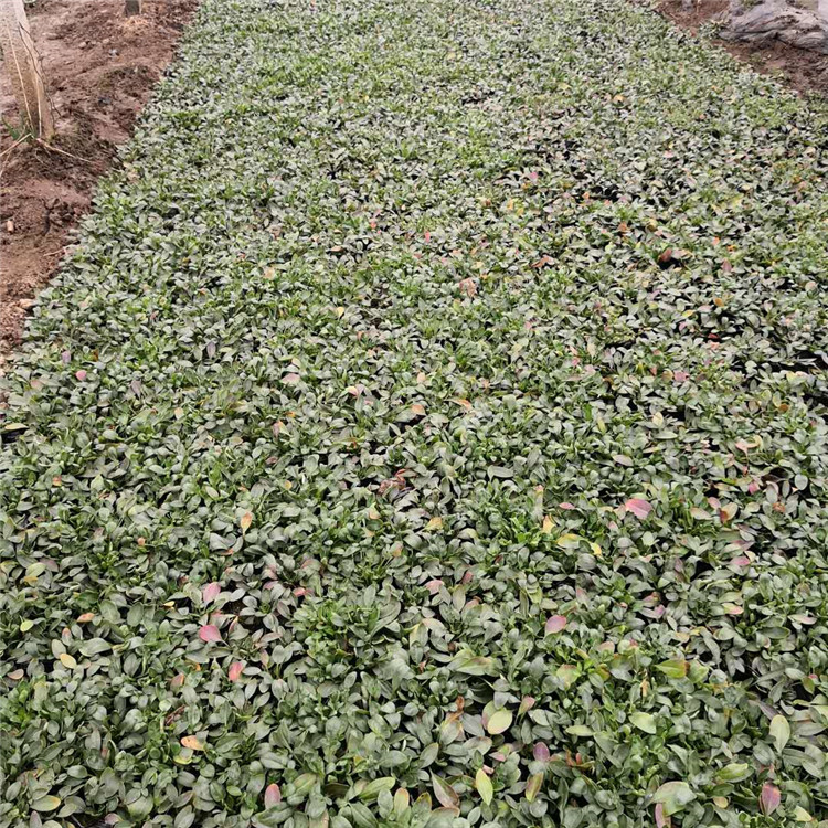 金鸡菊 常年种植青州草花硫华菊小苗 青州草花苗圃