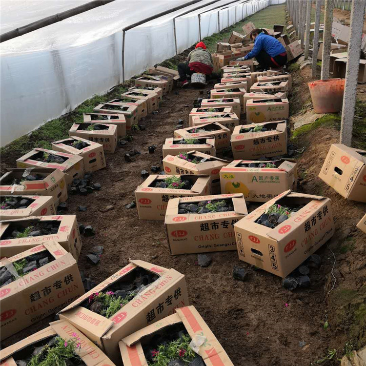 芝樱 基地批发道路绿化用苗丛生福禄考工程苗 园林景区绿化
