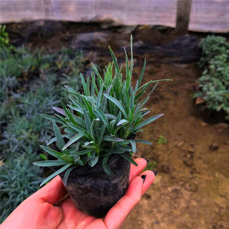 石竹 厂家直供景观花卉石竹工程苗 青州草花苗圃