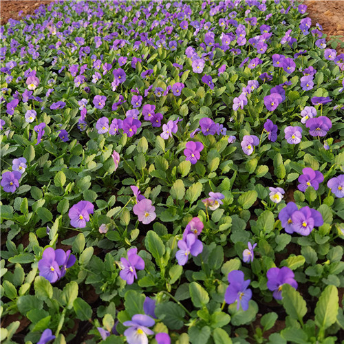   角堇 大量批发四季观赏花卉角瑾营养杯苗 花坛景观绿化