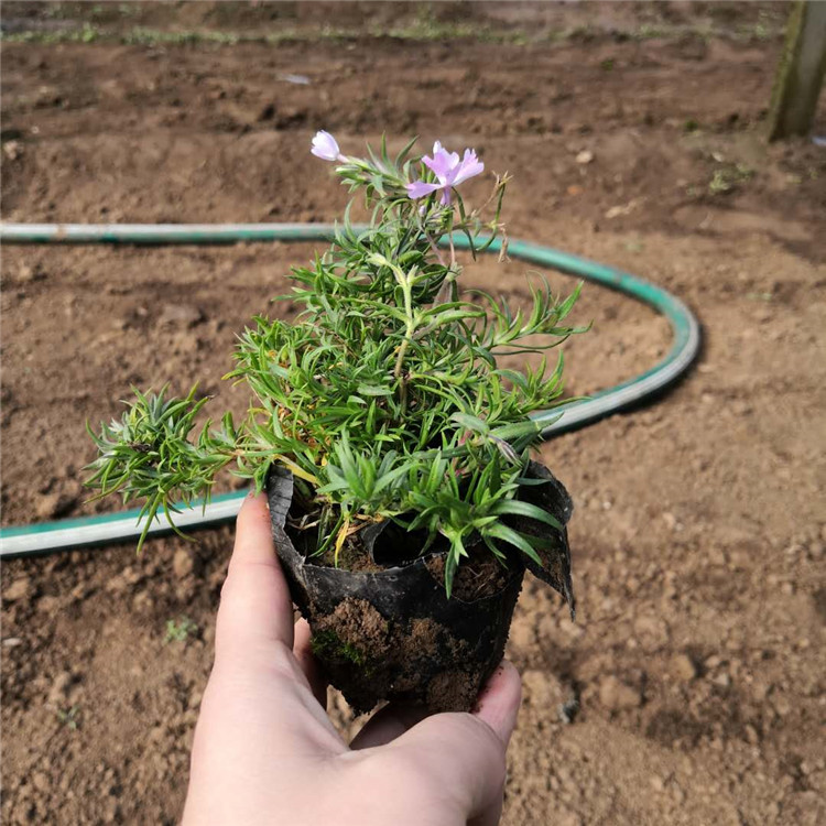 芝樱 厂家直供观赏花卉丛生福禄考报价 花海景观设计