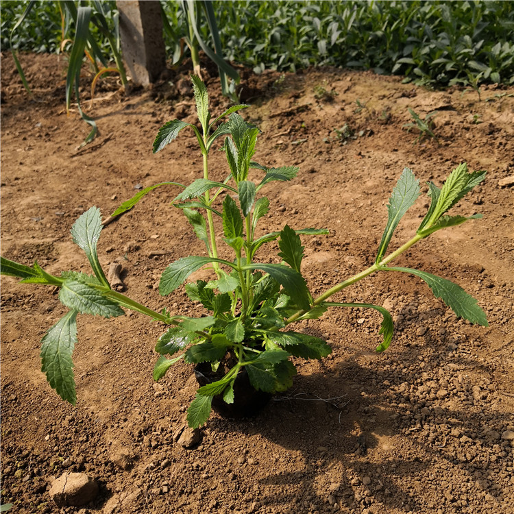 柳叶马鞭草花卉基地 马鞭草绿化植物