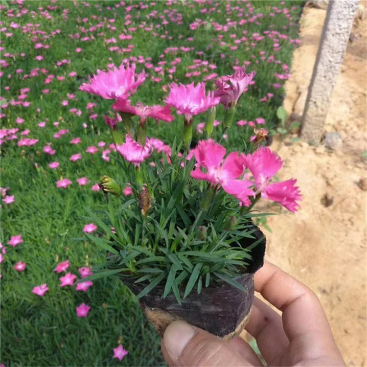 欧石竹花卉 欧石竹园林用苗 基地直销