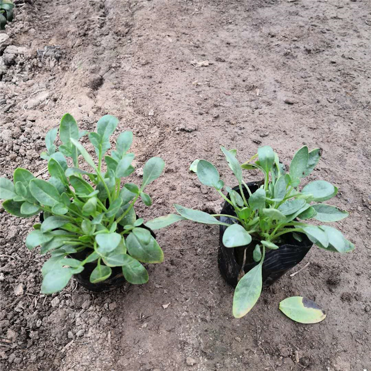 金鸡菊 常年供应道路绿化用苗硫华菊小苗 花海景观设计