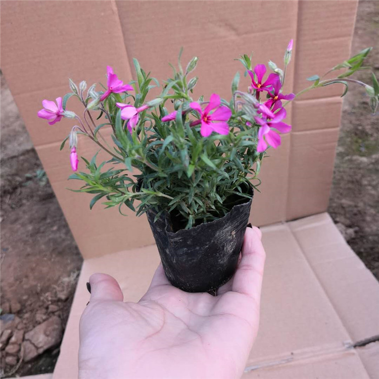 芝樱 厂家直供宿根花卉丛生福禄考盆栽 花海工程美化