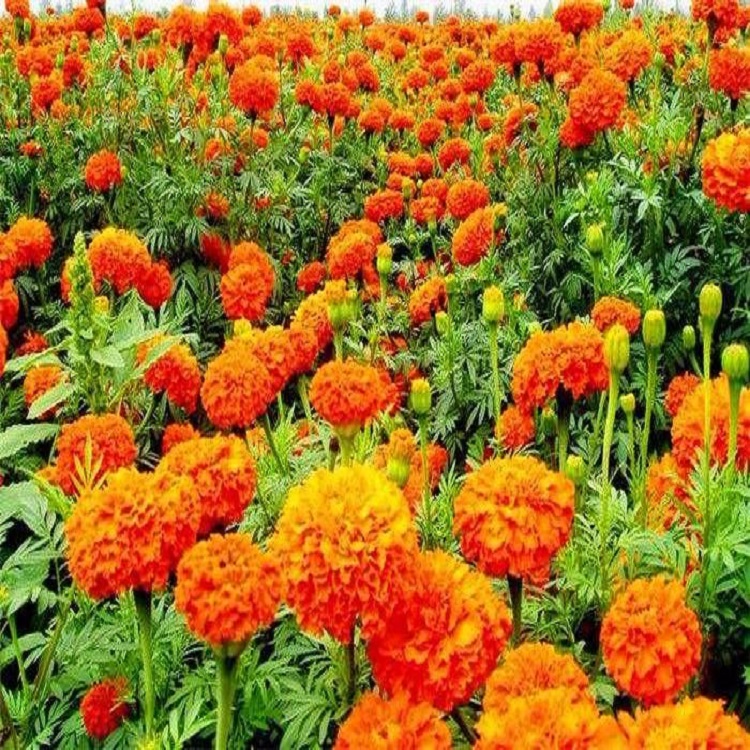 孔雀草花苗报价 盆栽孔雀草 潍坊孔雀草批发商 青州春彩