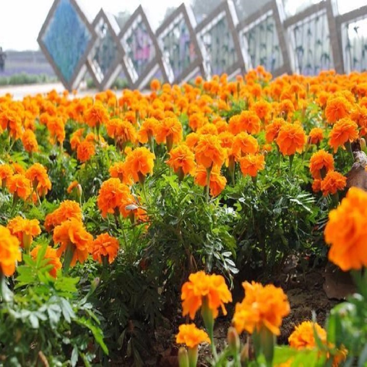 孔雀草花苗报价 孔雀草供应商 陕西租摆孔雀草价格 苗圃直供孔雀草
