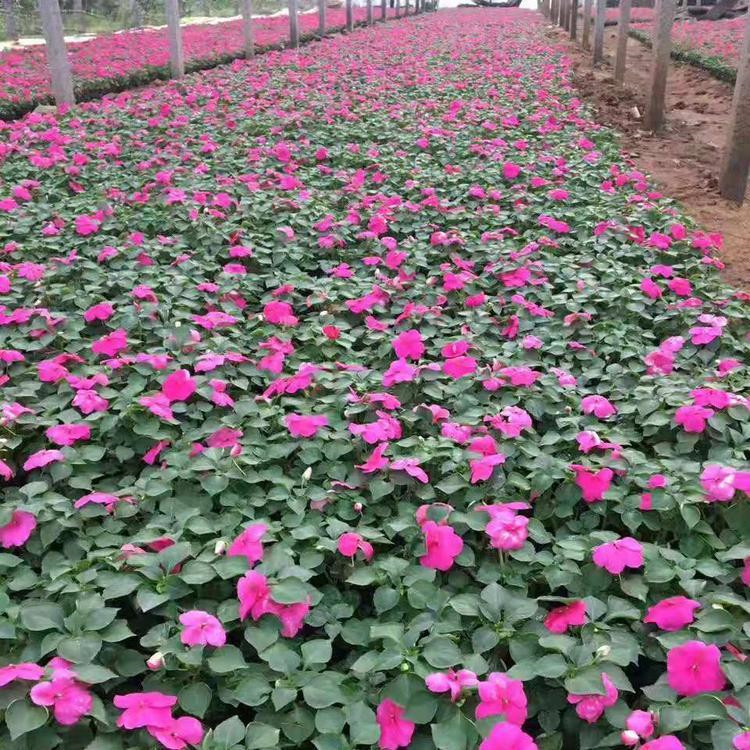 租摆草花非洲凤仙  非洲凤仙种子 非洲凤仙营养杯