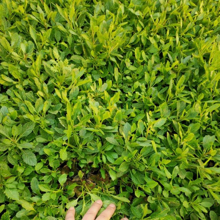 马鞭草花海用苗  马鞭草批发  南美柳叶马鞭草