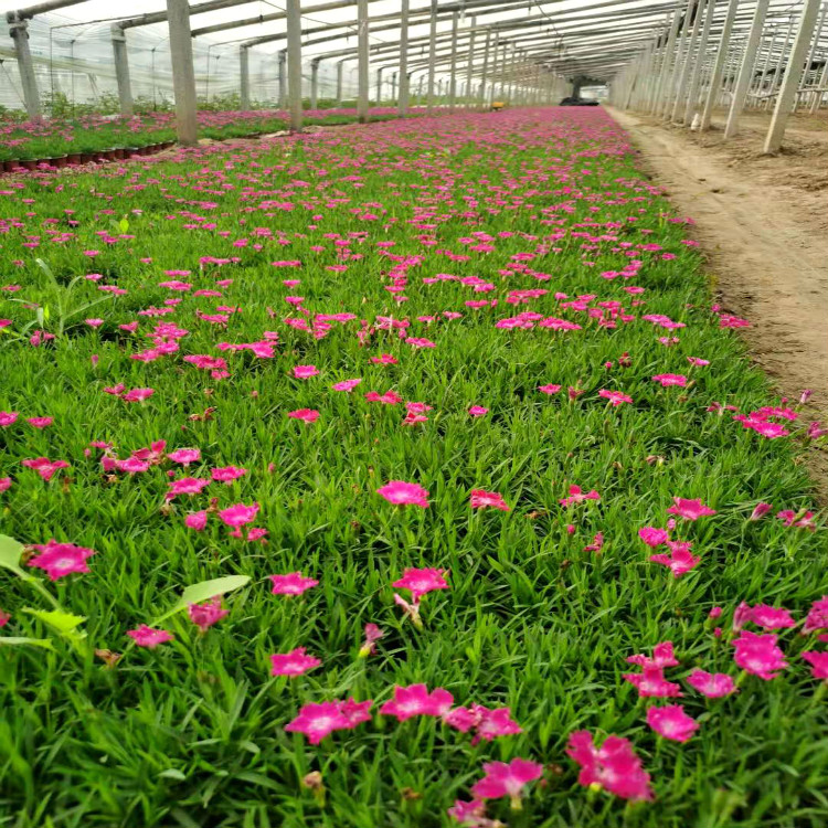 欧石竹种植基地 欧石竹小苗 欧石竹价格