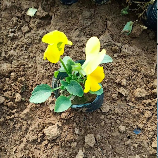三色堇报价 蝴蝶花批发价格