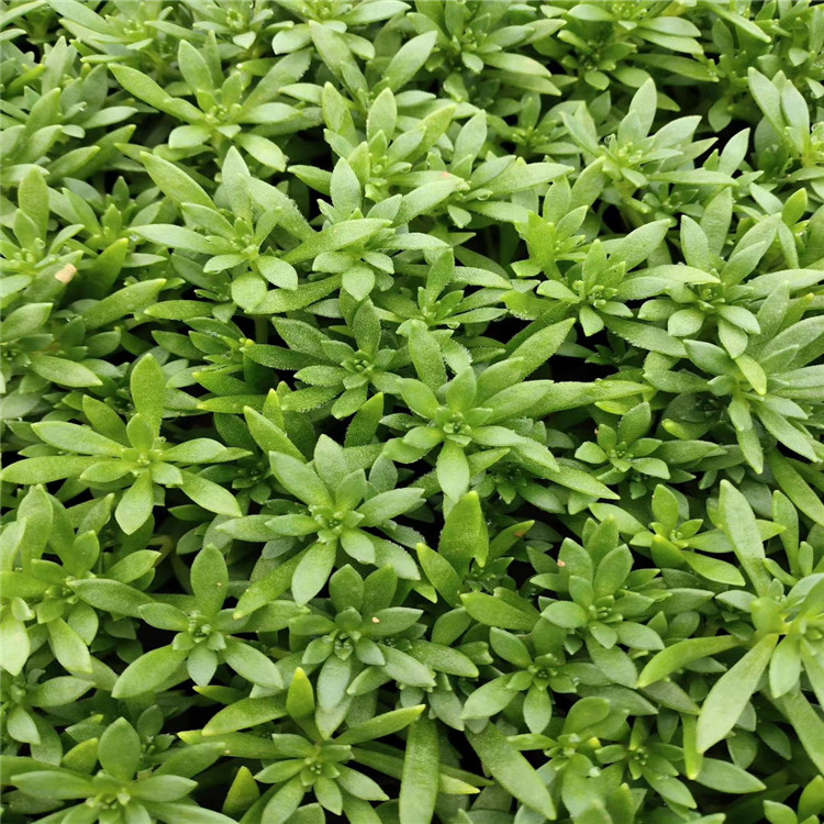 山东绿叶佛甲草种植基地 绿叶佛甲草价格 江瑞园艺绿叶佛甲草种植户