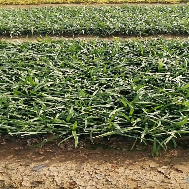江瑞阔叶麦冬种植批发 阔叶麦冬批发价格 阔叶麦冬基地种植 阔叶麦冬一手货源 质优价廉欢迎选购