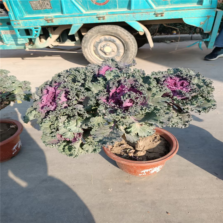 红色羽衣甘蓝基地 白色羽衣甘蓝批发 造型羽衣甘蓝价格 江瑞园艺直供 欢迎致电咨询