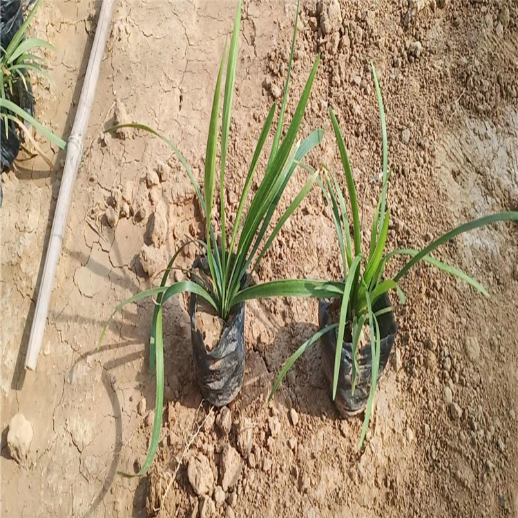 阔叶麦冬草供应 阔叶麦冬草价格 阔叶麦冬草种植基地 山东阔叶麦冬草批售