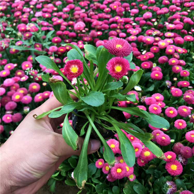 盆栽雏菊 山东雏菊供应商 地邦雏菊大量销售