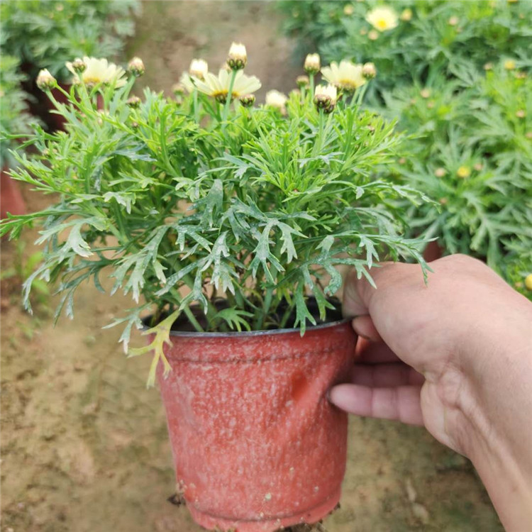 山东木春菊批发商  木春菊小苗  可用于公园美化