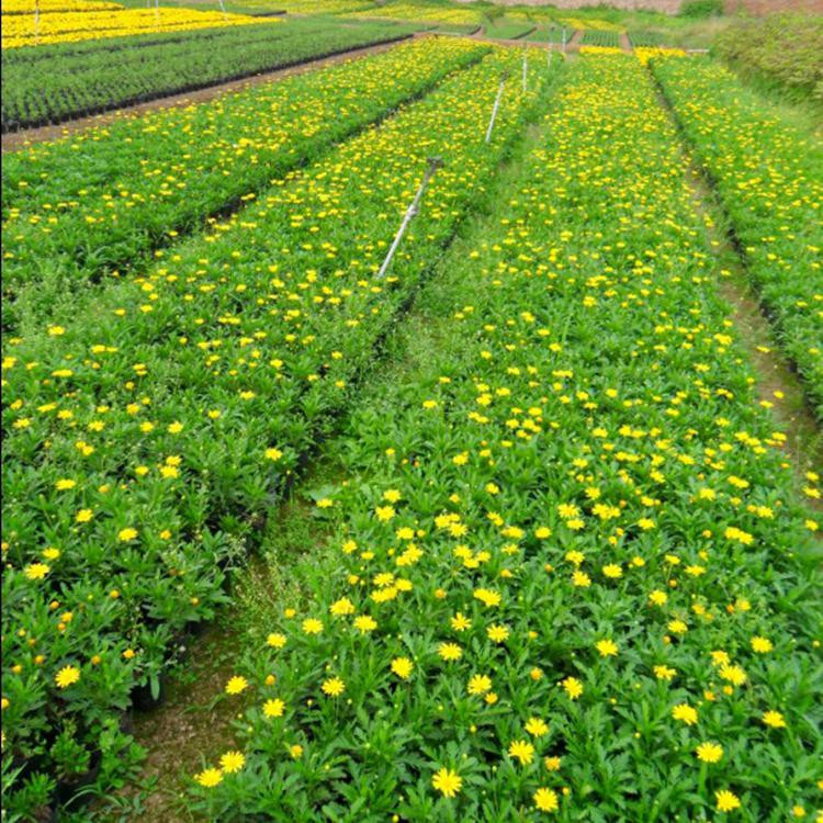 基地批售木春菊盆栽  玛格丽特小皮桶  可用于公园美化