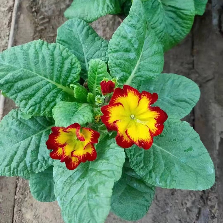 美化阳台进口报春花  进口报春花种植基地  自产自销