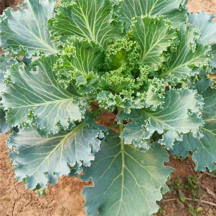  欧润 耐寒羽衣甘蓝 观叶植物羽衣甘蓝 报价供应