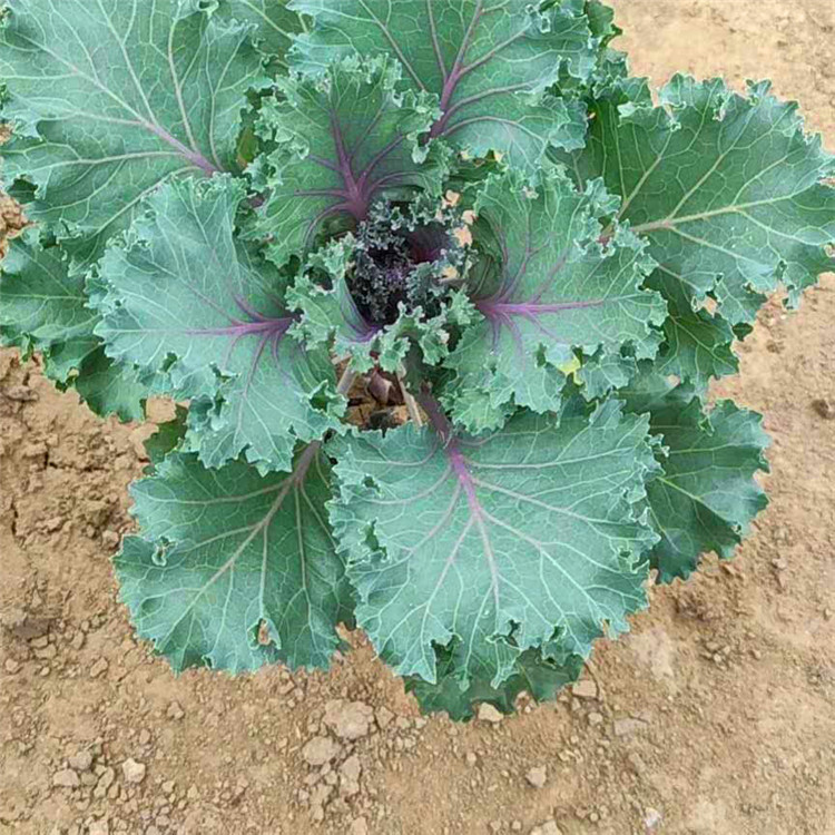  欧润 耐寒羽衣甘蓝 冬季绿化羽衣甘蓝 经销供应