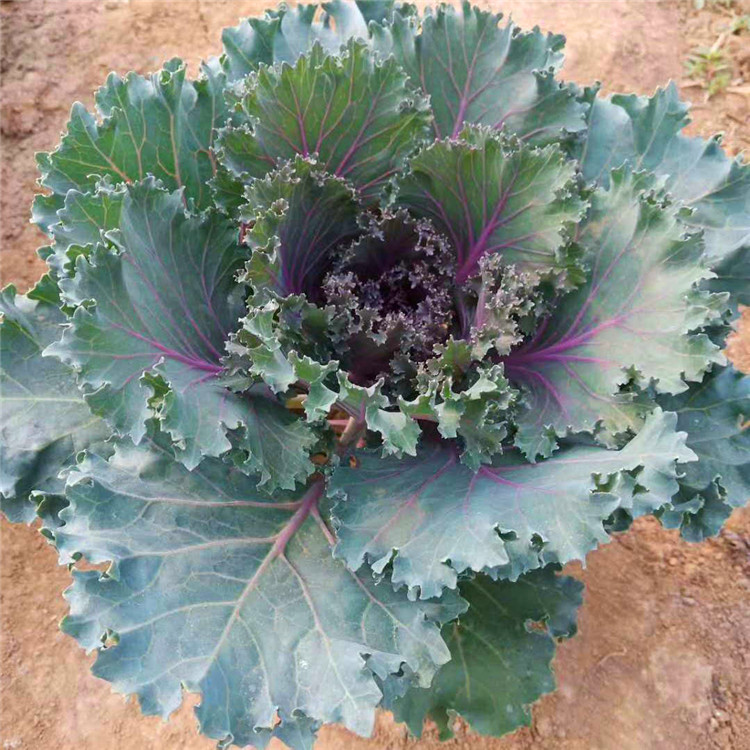  欧润 鸽系羽衣甘蓝 观叶植物羽衣甘蓝 苗木种植基地