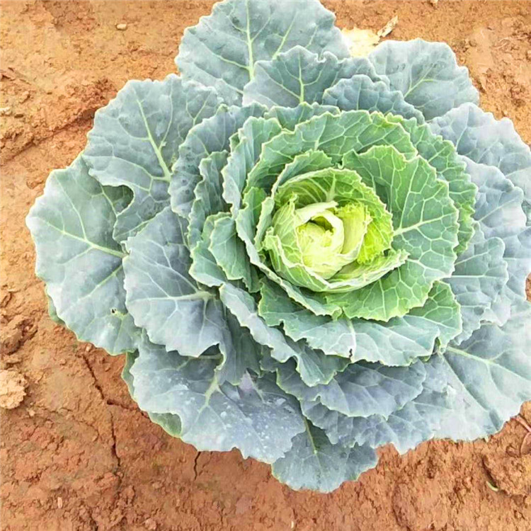  欧润 羽衣甘蓝供应 彩色植物羽衣甘蓝 绿化工程