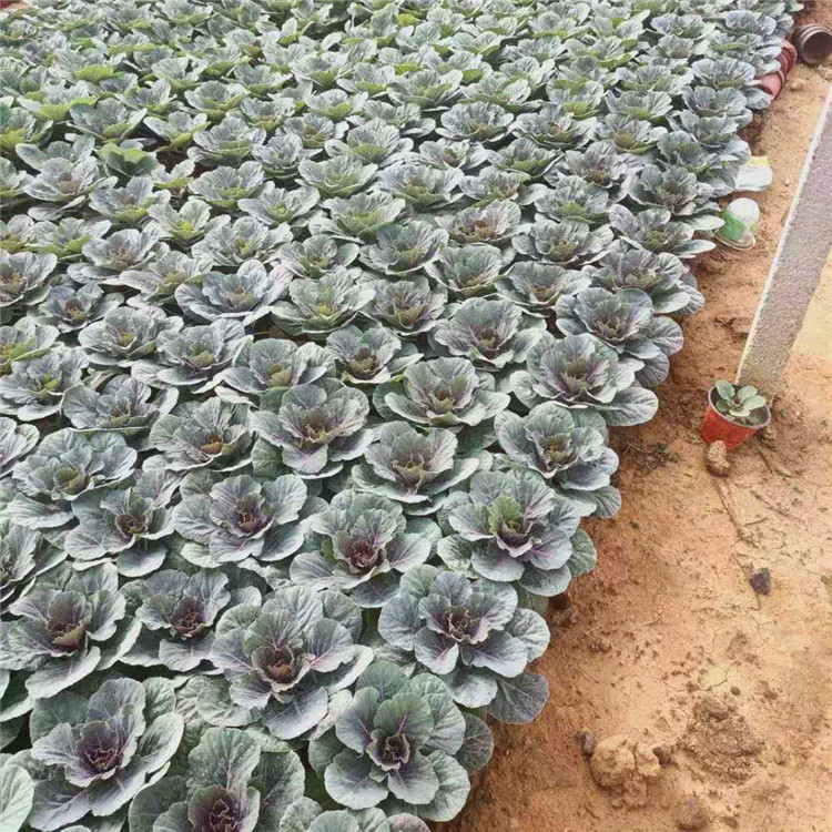   欧润 羽衣甘蓝供应 出售羽衣甘蓝 多种规格