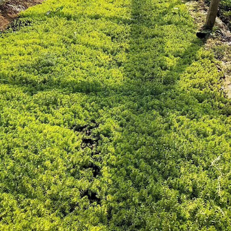 绿化用佛甲草基地  佛甲草  基地大量供应佛甲草