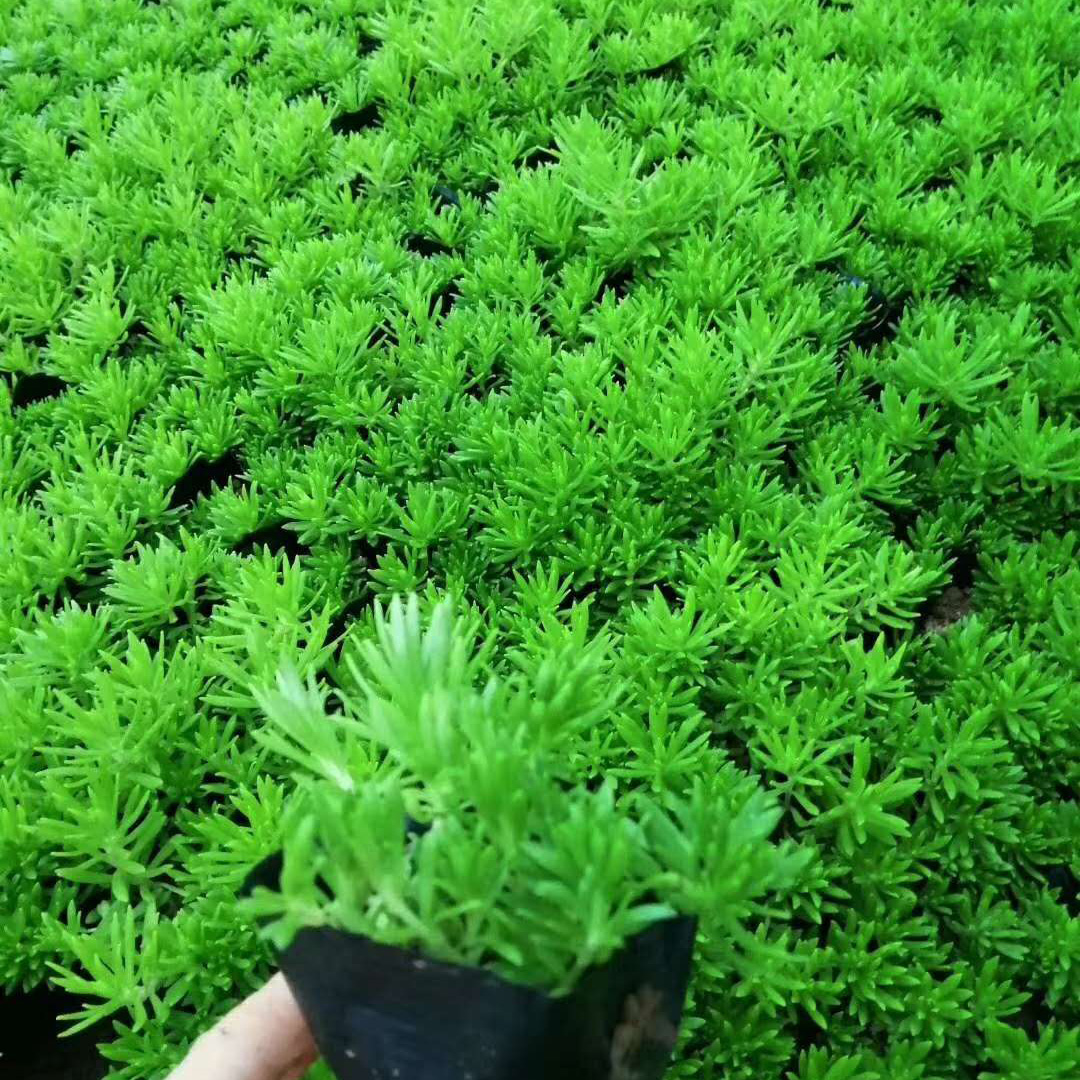 启点种植基地金叶佛甲草幼苗观赏价值高 佛甲草批发