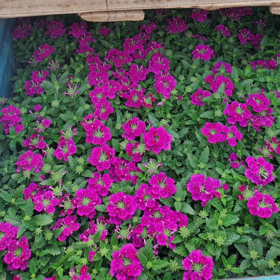 细叶美女樱小苗批发 启点花卉大量出售美女樱小苗  花形娇小 花色丰富