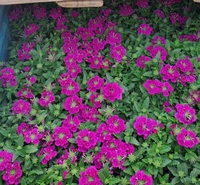 细叶美女樱小苗批发 启点花卉大量出售美女樱小苗  花形娇小 花色丰富