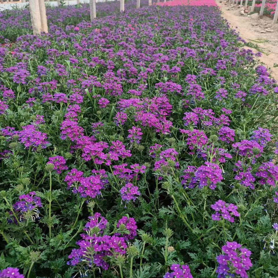 启点大量供应细叶美女樱   植株低矮 适合打造地被花海 花色丰富 观赏性好