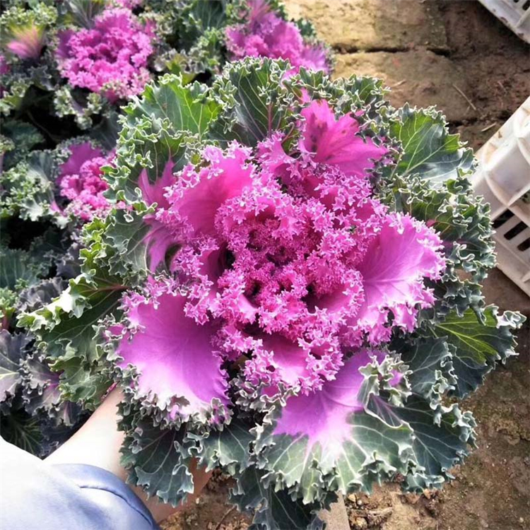 羽衣甘蓝批发商 羽衣甘蓝 时令草花基地