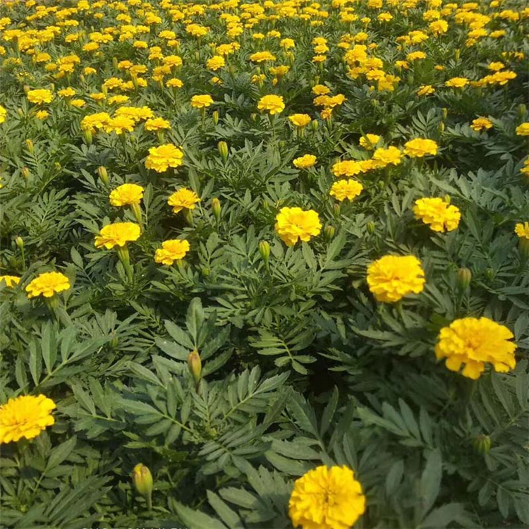 森瑜花卉种植孔雀草 孔雀草基地优惠直发 租摆孔雀草