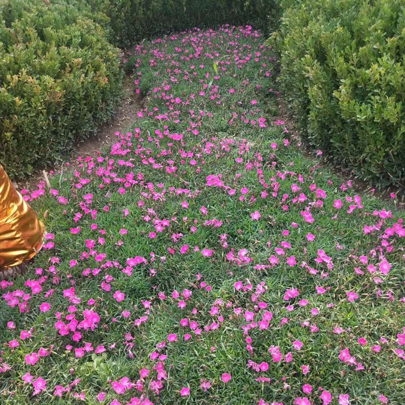 观赏欧石竹供应商 苗圃直供小盆欧石竹