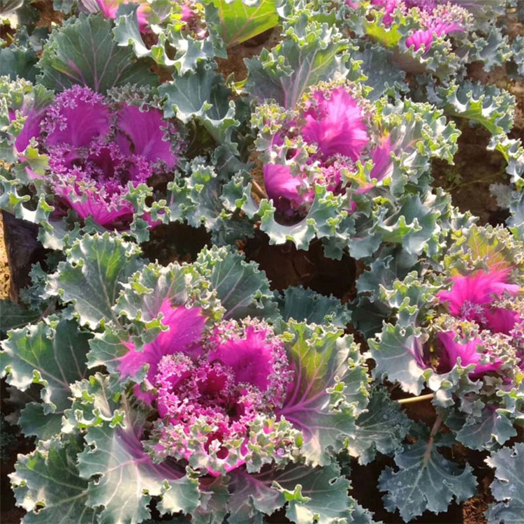 耐寒花卉羽衣甘蓝 羽衣甘蓝基地 羽衣甘蓝量大价优